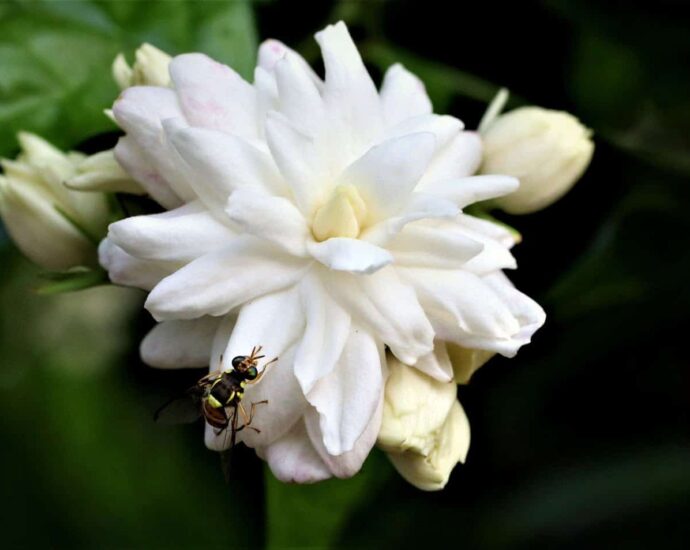 Foto Bunga Melati (茉莉花 ) Nan Indah Dari Kuncup Hingga Mekar