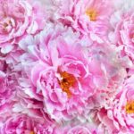Kumpulan Teka Teki Binatang Dalam Bahasa Tionghoa Kumpulan Teka Teki Binatang Dalam Bahasa Tionghoa Bunga Peony (牡丹花) Lambang Keberuntungan dan Kebahagiaan