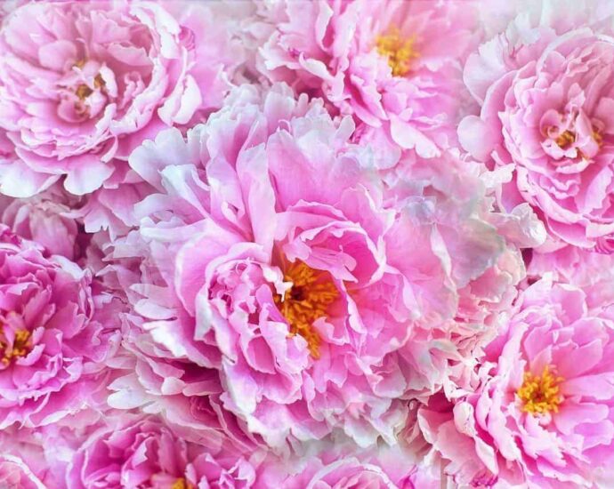 Bunga Peony (牡丹花) Lambang Keberuntungan dan Kebahagiaan