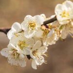 Idiom Tiongkok - Pohon Willow Gelap, Bunganya Cerah (柳暗花明 Liu An Hua Ming) Idiom Tiongkok - Pohon Willow Gelap, Bunganya Cerah (柳暗花明) Gambar Bunga Prem aka Bunga Plum (梅花 )