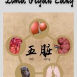 Fungsi Anggur Beras (米酒) Anggur beras kaya akan berbagai vitamin, glukosa, asam amino dan nutrisi lainnya. Lima Organ Zang (五脏) dalam Pengobatan Tradisional Tiongkok