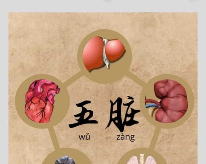 Lima Organ Zang (五脏) dalam Pengobatan Tradisional Tiongkok Lima Organ Zang (Hanzi : 五脏, Pinyin: Wǔzàng) dalam Pengobatan Tradisional Tiongkok Lima Organ Zang (五脏) dalam Pengobatan Tradisional Tiongkok