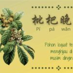 Kitab Lunyu : Belajar Saat Berkarya (仕而优则学) Boleh juga kata tersebut di balik menjadi 学而优则仕 Pohon Loquat Tetap Menghijau Di Musim Dingin (枇杷晚翠)
