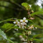 Kegagalan Adalah Ibu Dari Kesuksesan Kegagalan adalah ibu dari kesuksesan Spesies Begonia Tertinggi di Seluruh Asia Ditemukan di Tibet, Tiongkok
