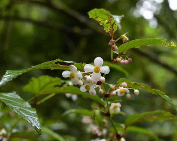 Spesies Begonia Tertinggi di Seluruh Asia Ditemukan di Tibet, Tiongkok