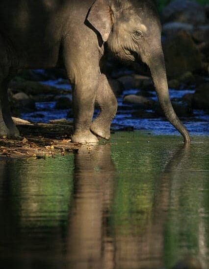 Da Xiang (大象) - Gajah
