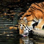 Beda Arti 按期 An Qi & 按时 An Shi Kata keterangan. Laohu (老虎) - Macan
