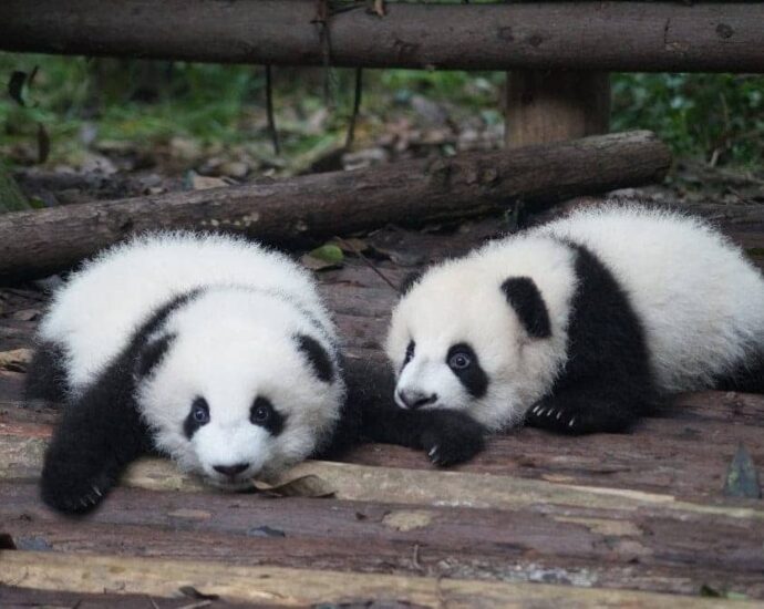 Xiongmao (熊猫) - Panda