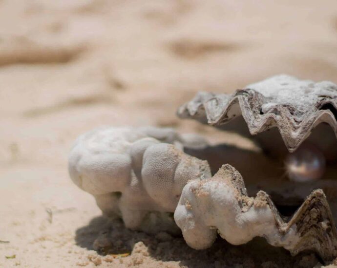 Belajar Dari Filosofi Kerang Mutiara Kerang penghasil mutiara di lautan memang tidak punya kaki, tidak bisa bergerak, dan tidak bisa berenang. kerang terpaksa harus menjaga dirinya, dari apa yg masuk ke dalamnya, semua harus diproses dari kotoran, pasir dan debu pun mencemarinya, menyakitinya, dengan sabar membungkusnya selapis demi selapis. Semua proses pembentukan tidak seindah mutiara yang dihasilkan, namun melalui proses panjang ternyata semua itu menjadi mutiara yang terindah yang dimiliki oleh sebuah kerang. Belajar Dari Filosofi Kerang Mutiara