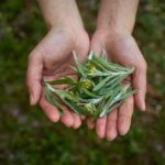 Laohu (老虎) - Macan Mugwort aka Daun Baru Tiongkok