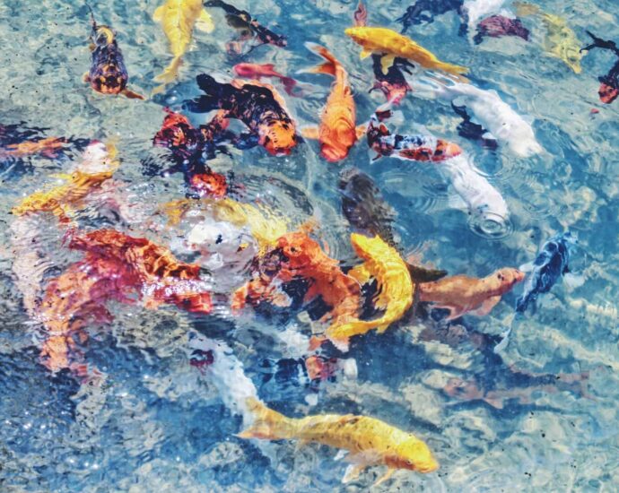 Arti Simbolis Ikan Koi Dalam Feng Shui Ikan adalah simbol yang sangat penting bagi orang Tionghoa. Arti Simbolis Ikan Koi Dalam Feng Shui