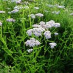 Laohu (老虎) - Macan Khasiat Daun Seribu aka Yarrow (蓍草) Dalam Pengobatan Tradisional