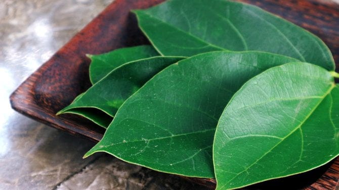 Inilah 5 Resep Ramuan Dari Daun Cincau Untuk Mengobati Penyakit Sejak kapan cincau ada di Indonesia, yang pasti bukan asli Indonesia. Inilah 5 Resep Ramuan Dari Daun Cincau Untuk Mengobati Penyakit