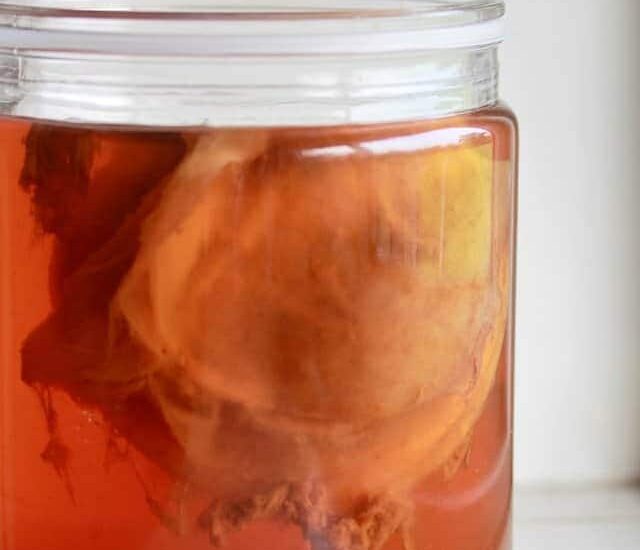 Sejarah Singkat Dan Asal Usul Kombucha (康普茶) Kombucha adalah minuman asam tradisional rakyat dengan sejarah panjang. Sejarah Singkat Dan Asal Usul Kombucha (康普茶)