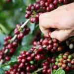 Sejarah Anggur Beras (米酒) Pembuatan anggur buatan dimulai sekitar enam ribu tahun yang lalu. Kopi Arabika Yunna Asal Negeri Bambu Mulai Mendunia