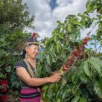 Awal Penanaman Kopi Di Yunnan