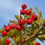 Fungsi Anggur Beras (米酒) Anggur beras kaya akan berbagai vitamin, glukosa, asam amino dan nutrisi lainnya. Mengenal Lebih Dekat Tentang Hawthorn (山楂 shan zha)