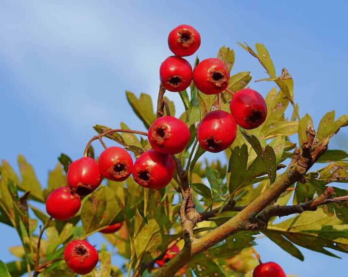 Mengenal Lebih Dekat Tentang Hawthorn (山楂 shan zha) Siapa sih yang tak kenal cemilan yang satu ini?Shanzhabing (Hanzi: 山楂饼, Pinyin: Shānzhā bǐng), terbuat dari bahan utama hawthorn berkualitas tinggi, dan dimurnikan melalui berbagai proses seperti pemilihan bahan, pembersihan, pengukusan, pemukulan, pembentukan, pengeringan, dan pengemasan. Mengenal Lebih Dekat Tentang Hawthorn (山楂 shan zha)