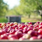 Makna Lagu Gigih (倔强 Jue Jiang) dari Mayday (五月天 Wu Yue Tian) Makna Lagu Gigih (倔强 Jue Jiang) dari Mayday (五月天 Wu Yue Tian) Lirik Lagu Apel Kecil (小苹果 Xiao Ping Guo) Oleh Chopstick Brothers (筷子兄弟 Kuaizi Xiongdi)